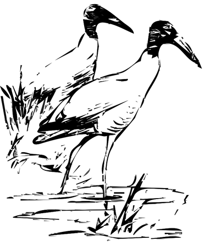 Puu Ibis vektori ClipArt